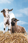 yeanling goat and yeanling lamb