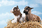 yeanling goat and yeanling lamb