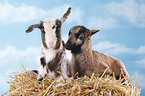 yeanling goat and yeanling lamb