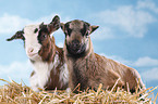 yeanling goat and yeanling lamb