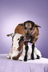 yeanling goat and yeanling lamb