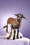 yeanling goat and yeanling lamb