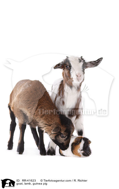 goat, lamb, guinea pig / RR-41623
