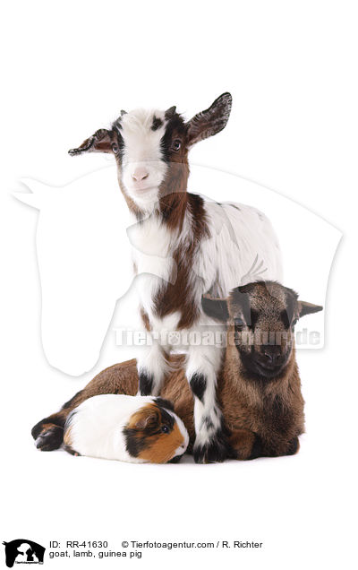 goat, lamb, guinea pig / RR-41630