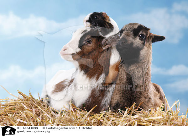 Ziege, Lamm, Meerschweinchen / goat, lamb, guinea pig / RR-41633