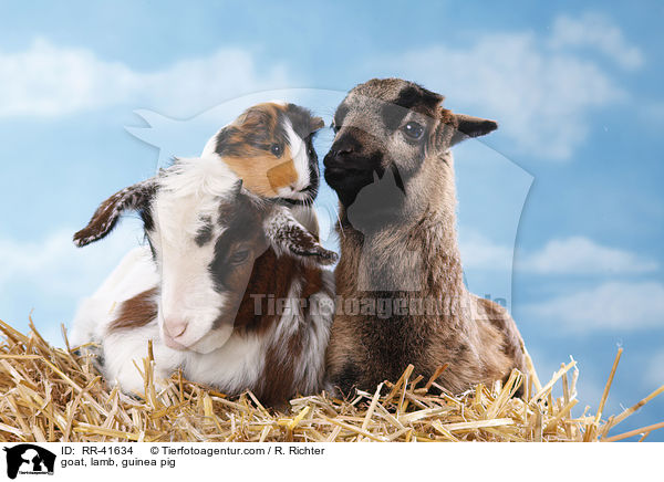 Ziege, Lamm, Meerschweinchen / goat, lamb, guinea pig / RR-41634