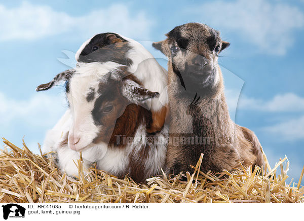 Ziege, Lamm, Meerschweinchen / goat, lamb, guinea pig / RR-41635