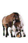 goat, lamb, guinea pig