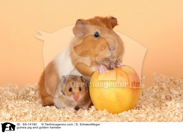 guinea pig and golden hamster / SS-14190