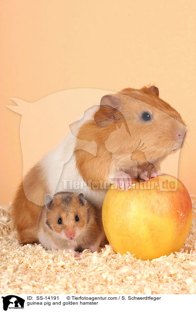 Goldhamster und Meerschwein / guinea pig and golden hamster / SS-14191