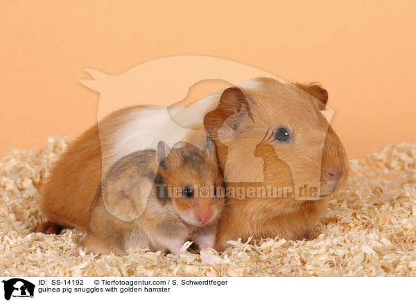 Hamster kuschelt mit Meerschwein / guinea pig snuggles with golden hamster / SS-14192