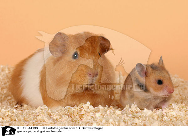 guinea pig and golden hamster / SS-14193