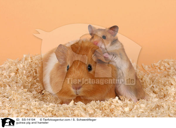 Hamster & Meerschwein / guinea pig and hamster / SS-14194