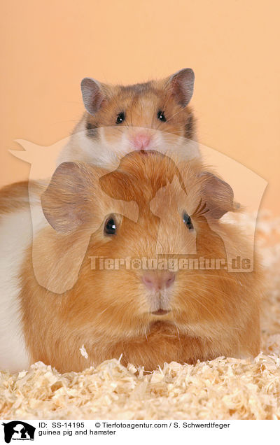 Hamster & Meerschwein / guinea pig and hamster / SS-14195