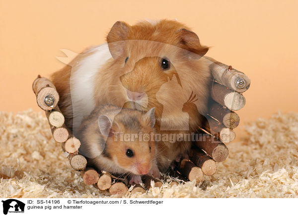 Hamster & Meerschwein / guinea pig and hamster / SS-14196