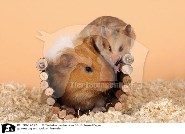 guinea pig and golden hamster / SS-14197