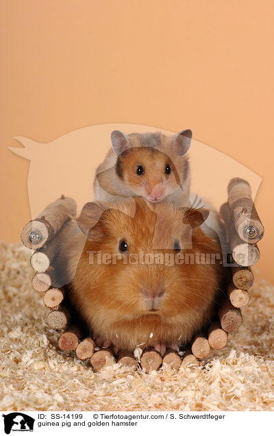 Hamster und Meerschwein / guinea pig and golden hamster / SS-14199