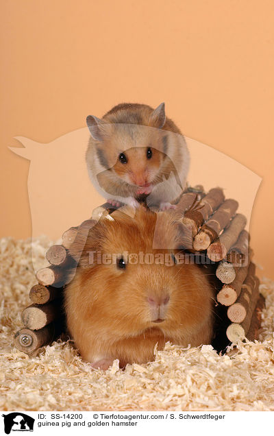 Goldhamster und Meerschwein / guinea pig and golden hamster / SS-14200