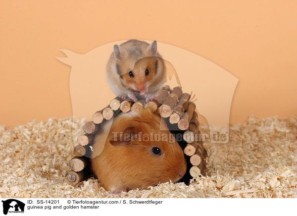 guinea pig and golden hamster / SS-14201