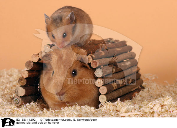 Hamster und Meerschwein / guinea pig and golden hamster / SS-14202