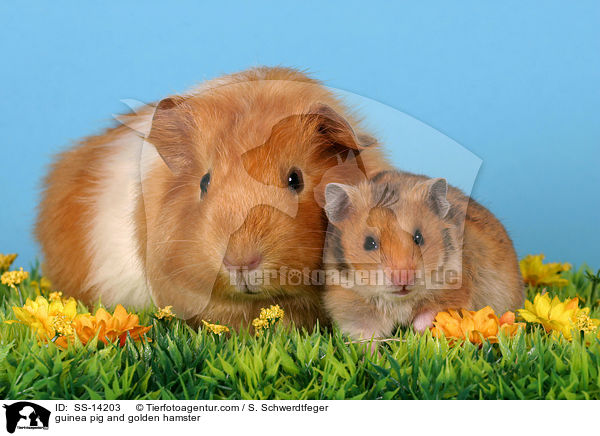 Hamster und Meerschwein / guinea pig and golden hamster / SS-14203