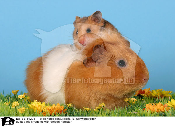 Hamster kuschelt mit Meerschwein / guinea pig snuggles with golden hamster / SS-14205