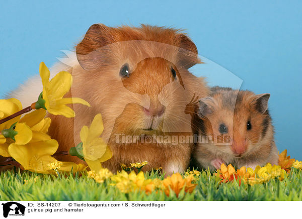 guinea pig and hamster / SS-14207