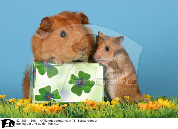 Goldhamster und Meerschwein / guinea pig and golden hamster / SS-14208