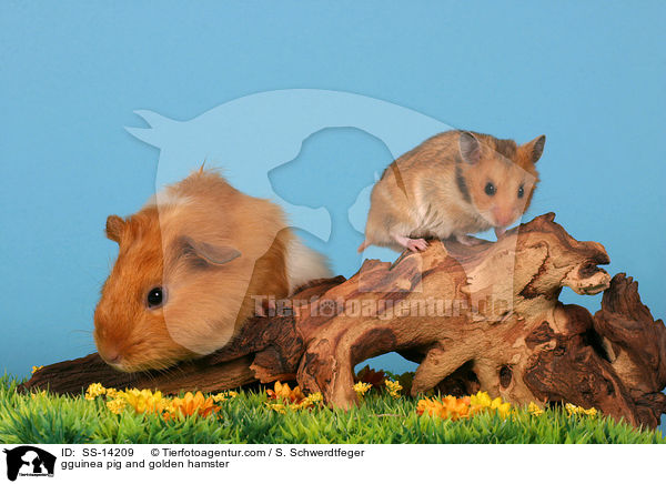 gguinea pig and golden hamster / SS-14209
