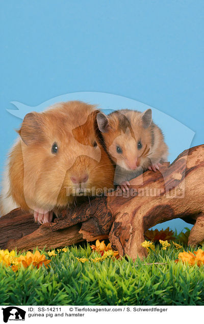 Hamster & Meerschwein / guinea pig and hamster / SS-14211