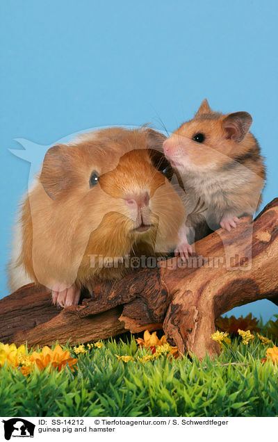 guinea pig and hamster / SS-14212