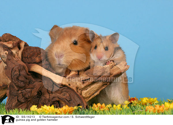 guinea pig and golden hamster / SS-14213