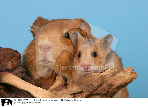 Hamster und Meerschwein / guinea pig and hamster / SS-14214