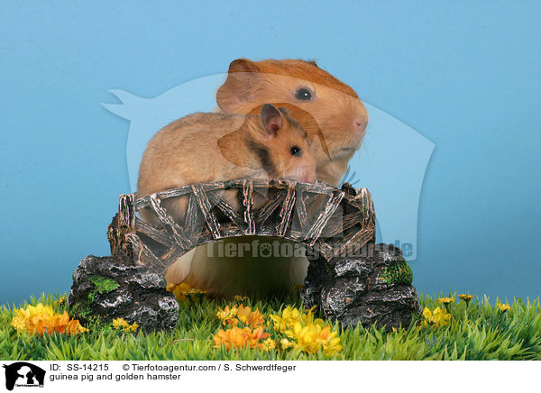 Hamster und Meerschwein / guinea pig and golden hamster / SS-14215