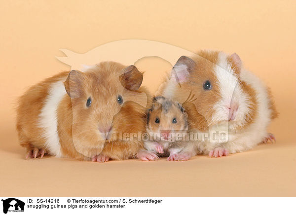 snuggling guinea pigs and golden hamster / SS-14216