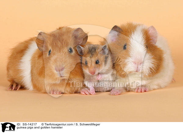 Hamster und Meerschweine / guinea pigs and golden hamster / SS-14217