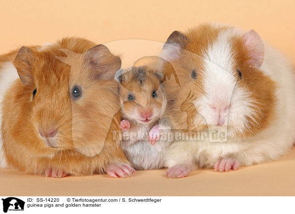 Hamster und Meerschweine / guinea pigs and golden hamster / SS-14220