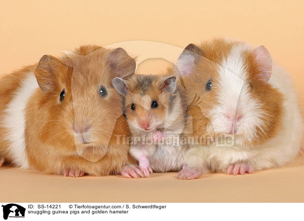 kuschelnder Hamster mit Meerschweinen / snuggling guinea pigs and golden hamster / SS-14221