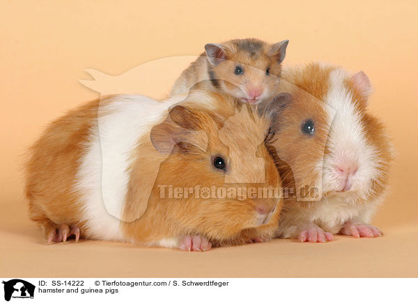 Hamster und Meerschweine / hamster and guinea pigs / SS-14222