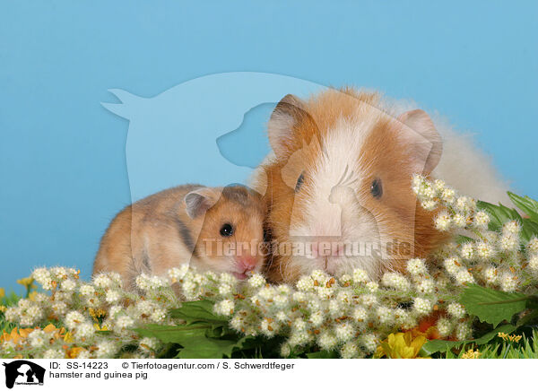 hamster and guinea pig / SS-14223