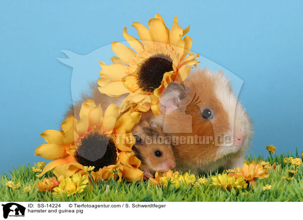 hamster and guinea pig / SS-14224