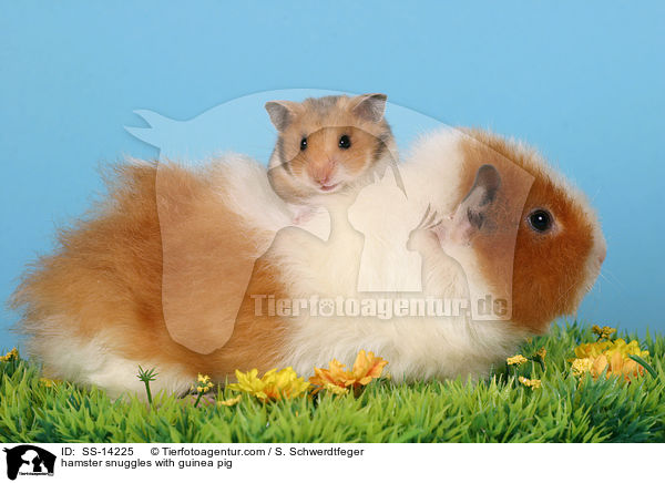 Hamster kuschelt mit Meerschwein / hamster snuggles with guinea pig / SS-14225