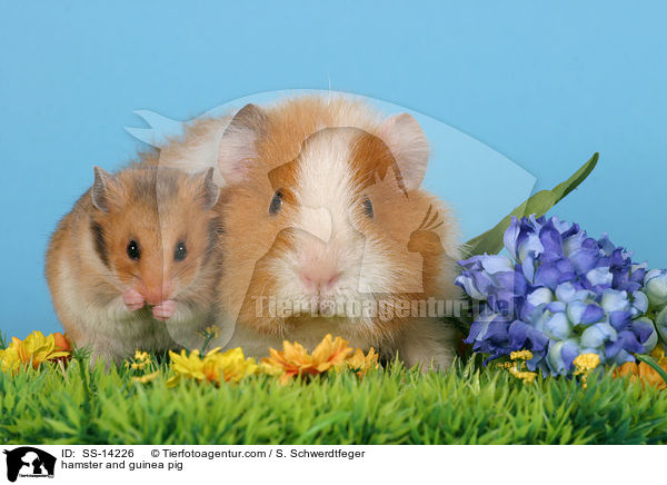 hamster and guinea pig / SS-14226
