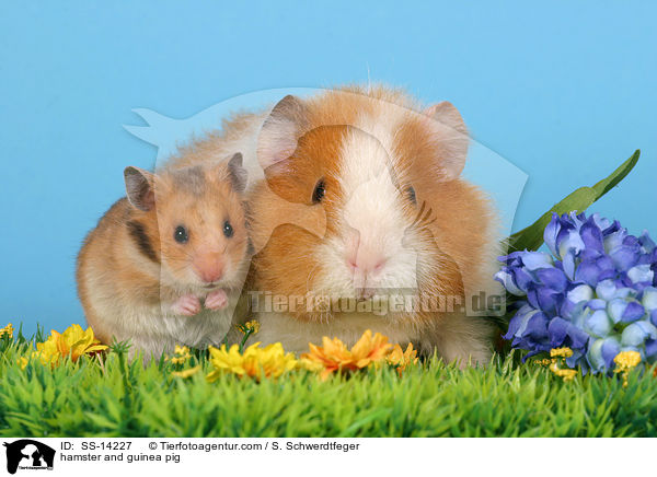 Hamster und Meerschwein / hamster and guinea pig / SS-14227