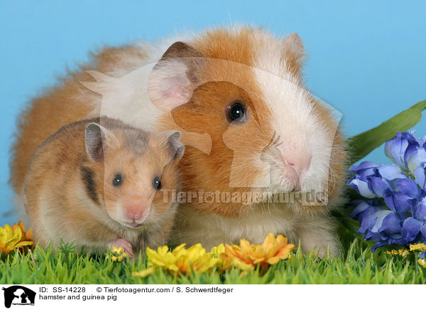 Hamster und Meerschwein / hamster and guinea pig / SS-14228
