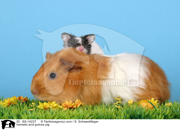 hamster and guinea pig / SS-14237