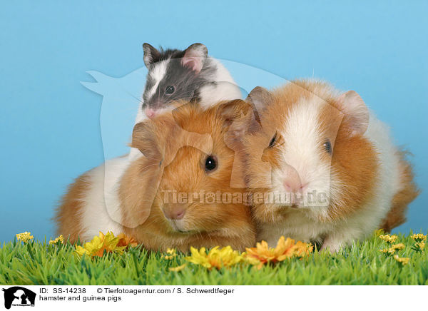 Hamster und Meerschweine / hamster and guinea pigs / SS-14238