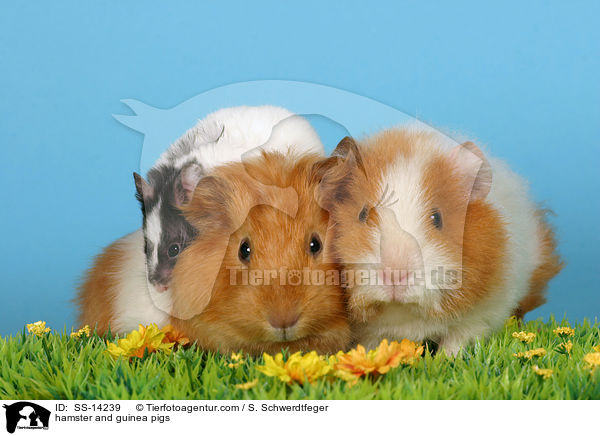 hamster and guinea pigs / SS-14239