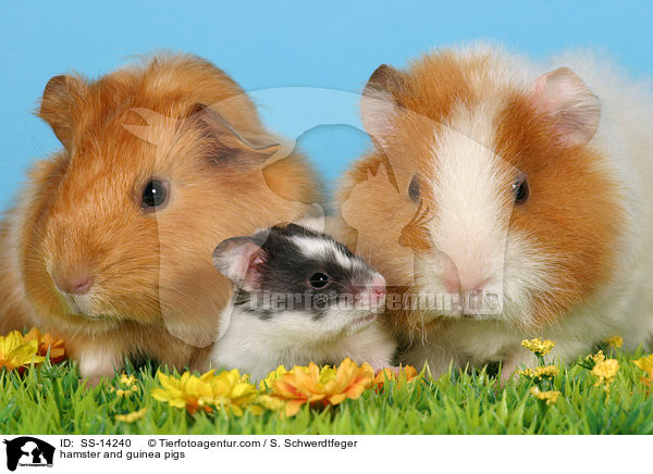 hamster and guinea pigs / SS-14240