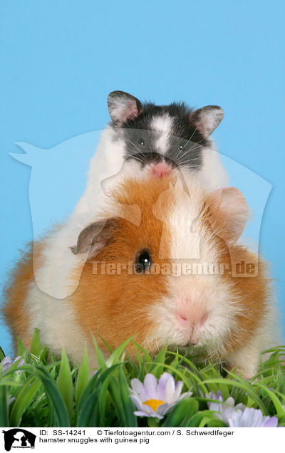hamster snuggles with guinea pig / SS-14241